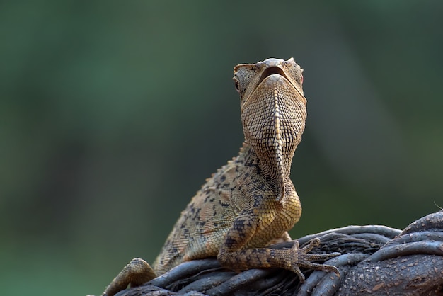 Lagarto dragón del bosque trepando en la rama de un árbol