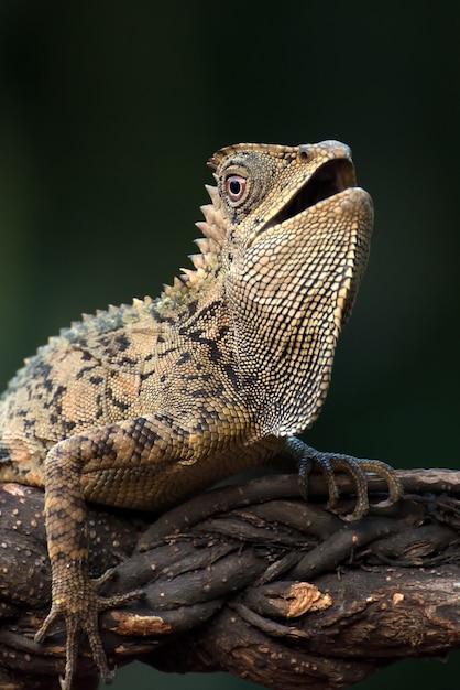 Lagarto dragón del bosque trepando en la rama de un árbol