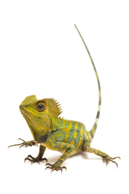 Lagarto dragón camaleón del bosque