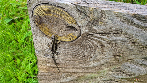 Lagarto em uma placa de madeira Natureza na dacha Grama suculenta brilhante