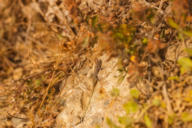 Lagarto em uma rocha no topo da cordilheira Demerdzhi