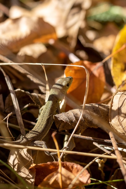 Lagarto escondido nas folhas