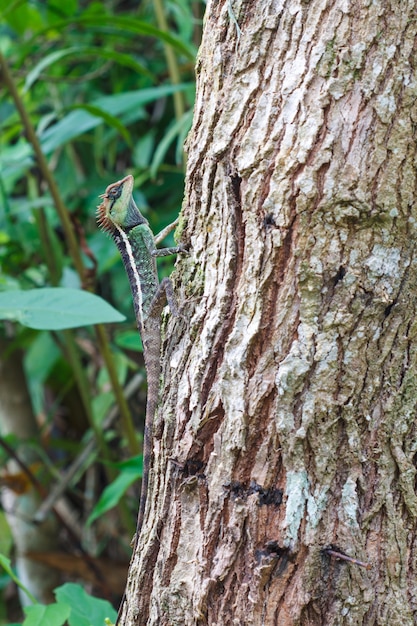 Lagarto espinoso enmascarado en el árbol