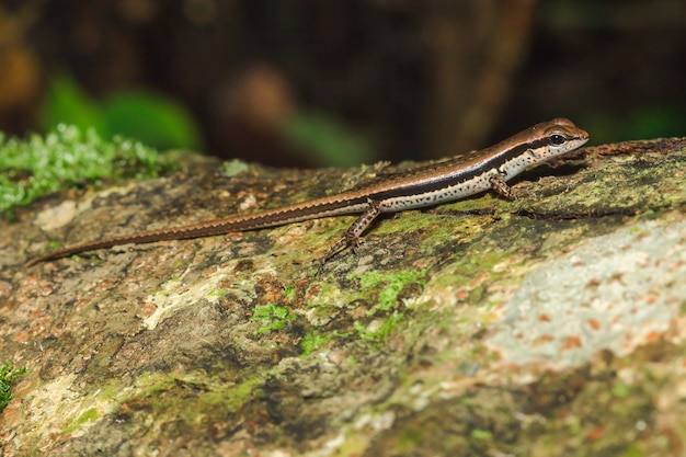 Lagarto está nas árvores na floresta