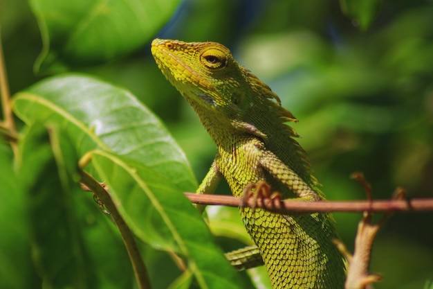 Un lagarto está en una rama con una hoja en el fondo.