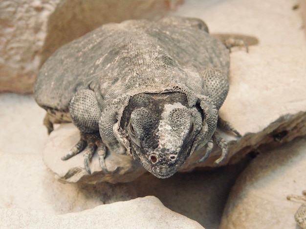 Foto el lagarto feo.