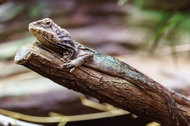 Lagarto frilled