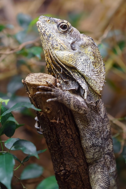 Lagarto Frilled