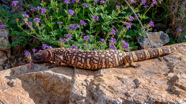 Lagarto frisado mexicano sibilante escalando uma pedra no jardim