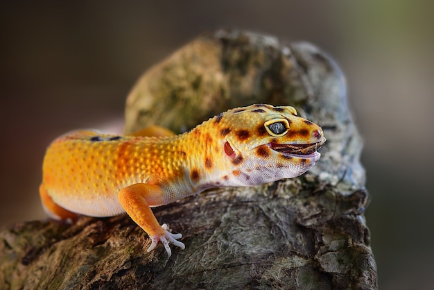 Lagarto gecko em galhos no jardim