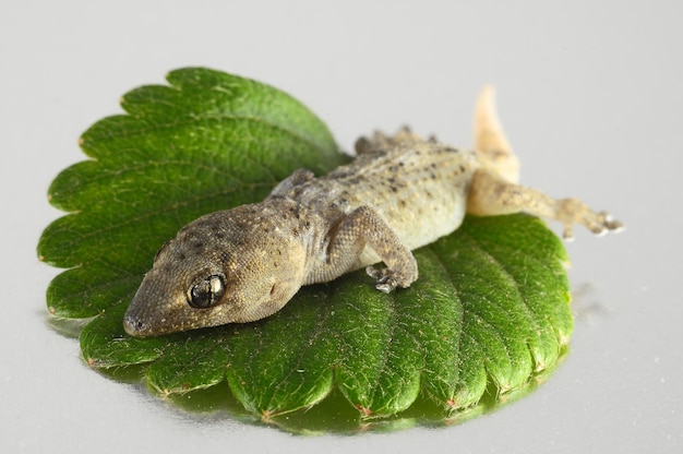 Lagarto gecko y hoja