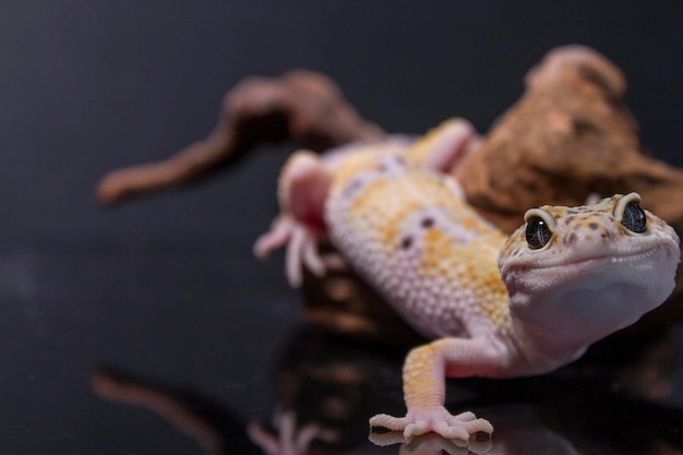 Un lagarto gecko leopardo en la rama eublepharis macularius animal closeup