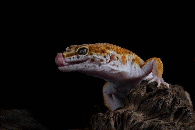 Lagarto gecko leopardo sacando la lengua sobre fondo negro