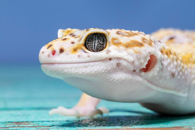 Un lagarto gecko leopardo sobre fondo azul eublepharis macularius animal closeup