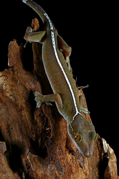 lagarto gecko línea blanca