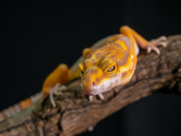 Lagarto gecko naranja en madera, primer animal.