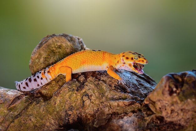 Lagarto gecko en ramitas en el jardín