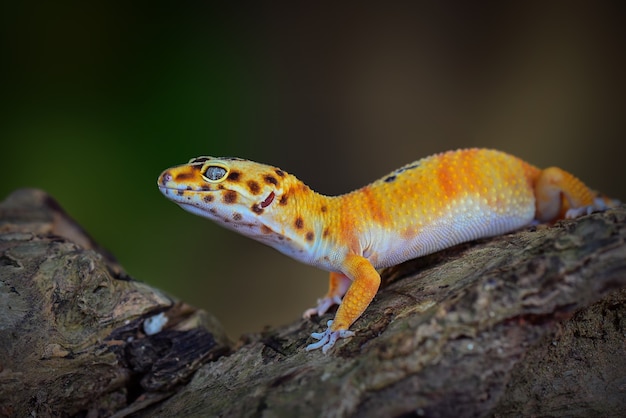 Lagarto gecko en ramitas en el jardín