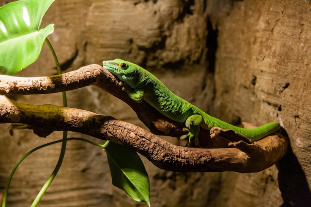 El lagarto gecko verde se sienta en una rama de primer plano