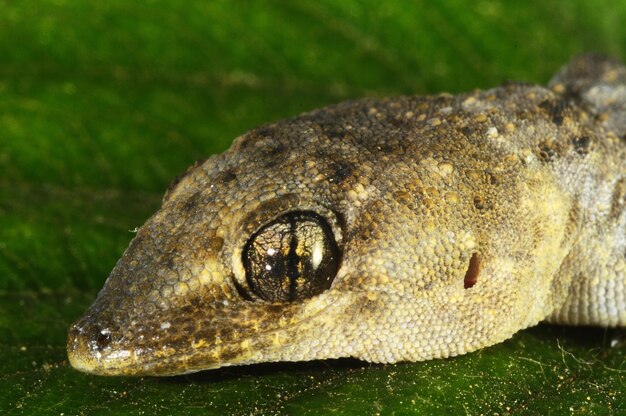 Foto el lagarto geco y la hoja