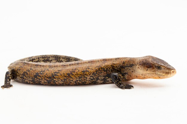 Lagarto gigante de língua azul ou Tiliqua gigas merauke isolado em fundo branco