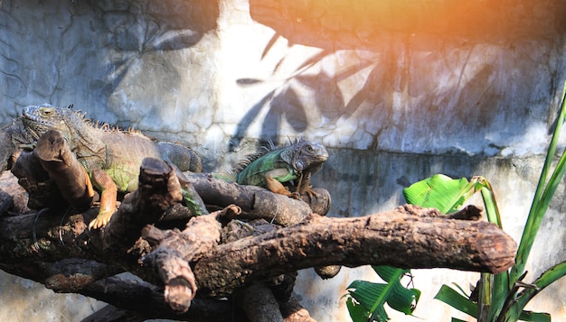 Foto lagarto gigante verde