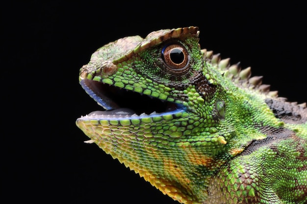 Lagarto Gonocephalus kuhlii closeup na madeira, cabeça de closeup do lagarto Gonocephalus kuhlii