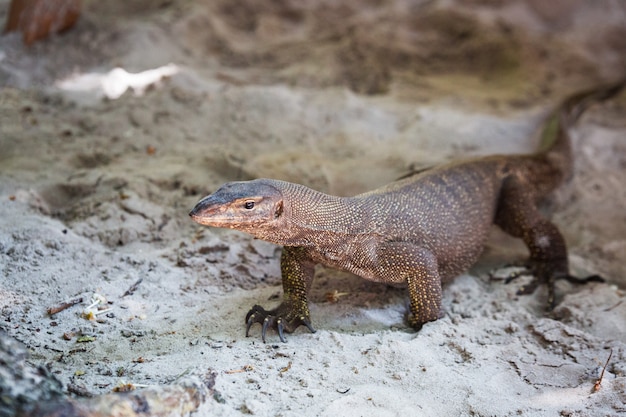 Lagarto grande de Tailandia