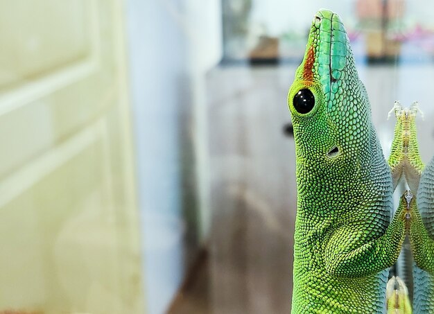 Foto lagarto grande verde em vidro deitado olhares de close up