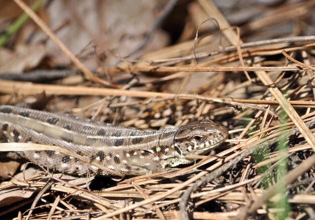 Lagarto gris en la hierba seca