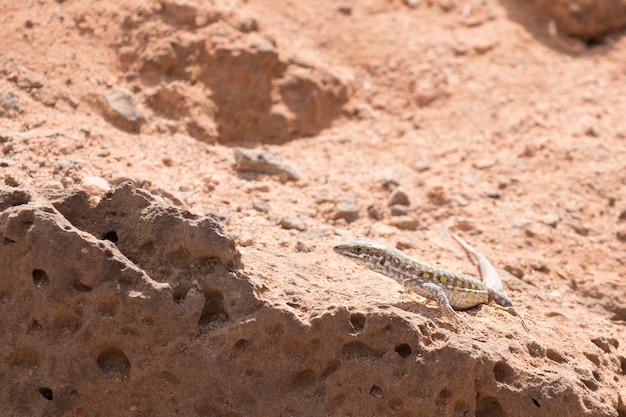 Lagarto de Haria en el desierto