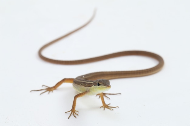 Lagarto de hierba asiática o lagarto de hierba de cola larga aislado