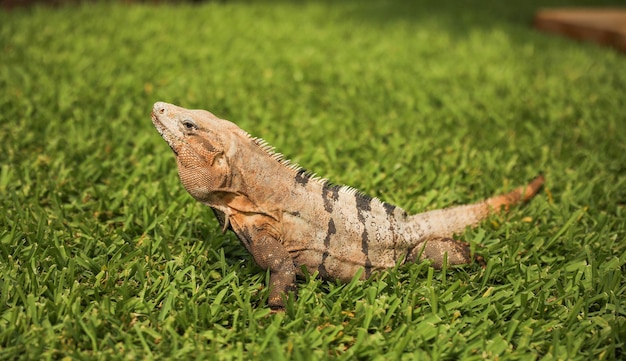 Foto un lagarto en la hierba del jardín.