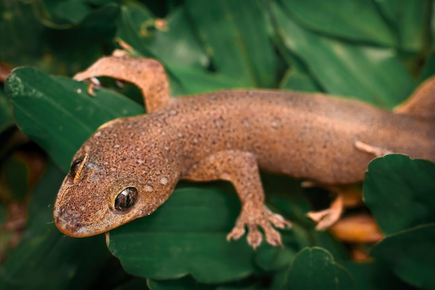 lagarto houze sobre hierba verde macro primer plano foto premium