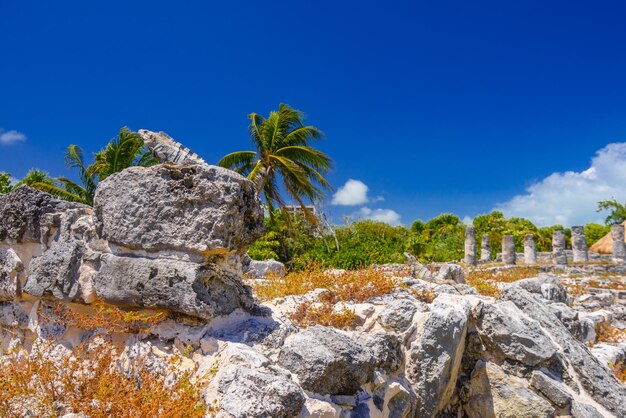 Lagarto iguana en antiguas ruinas mayas en la Zona Arqueológica El Rey cerca de Cancún Yukatan México