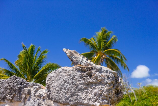 Lagarto iguana en antiguas ruinas mayas en la Zona Arqueológica El Rey cerca de Cancún Yukatan México