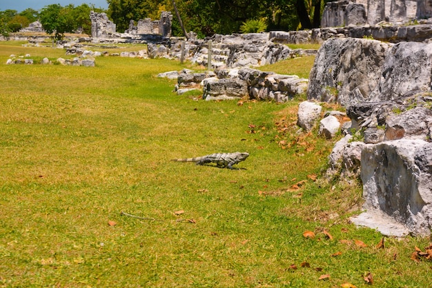 Lagarto iguana en antiguas ruinas mayas en la Zona Arqueológica El Rey cerca de Cancún Yukatan México