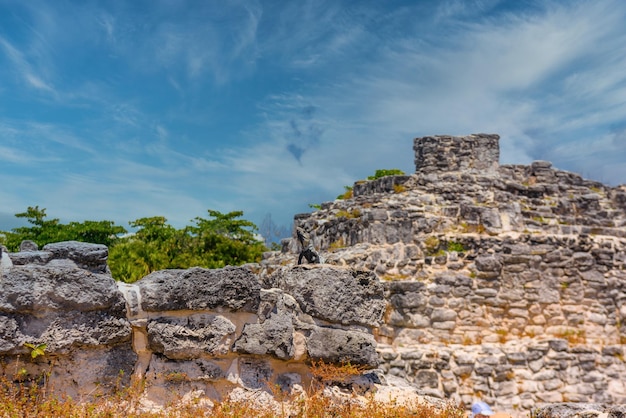 Lagarto iguana en antiguas ruinas mayas en la Zona Arqueológica El Rey cerca de Cancún Yukatan México