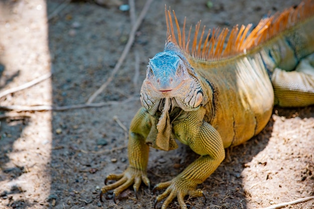 Lagarto iguana cópia espaço lagarto iguana fora do lagarto iguana na natureza