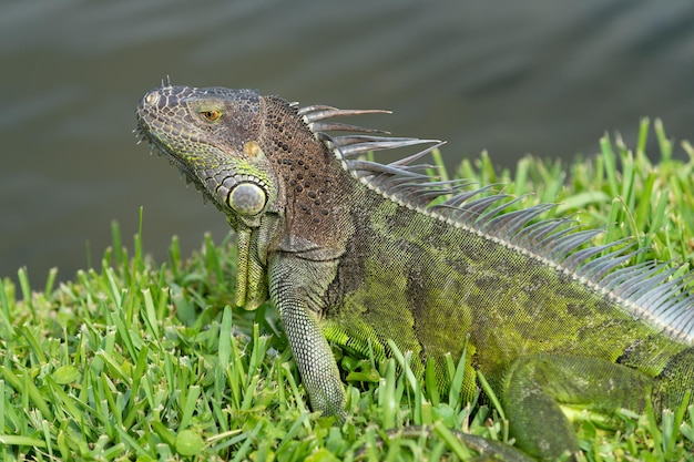 Lagarto iguana lagarto iguana al aire libre fuera de lagarto iguana en la naturaleza foto de lagarto iguana