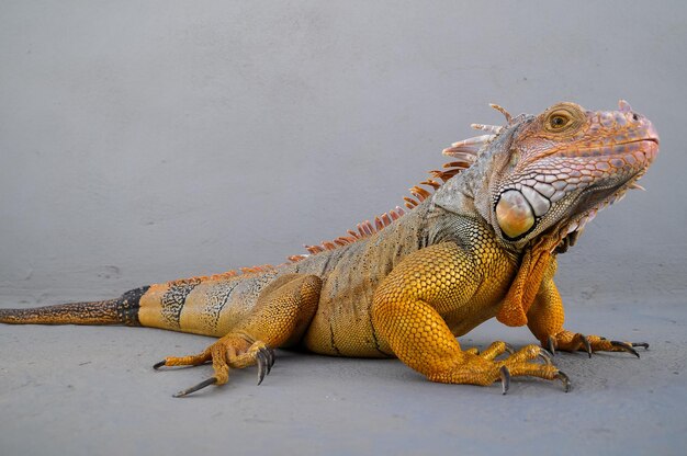 Lagarto Iguana macho joven de color sobre una superficie gris