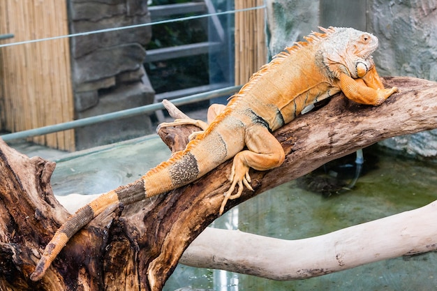 Lagarto iguana se sienta en una rama