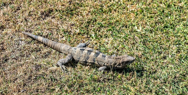 Lagarto Iguana en Tulum en Quintana Roo, México.