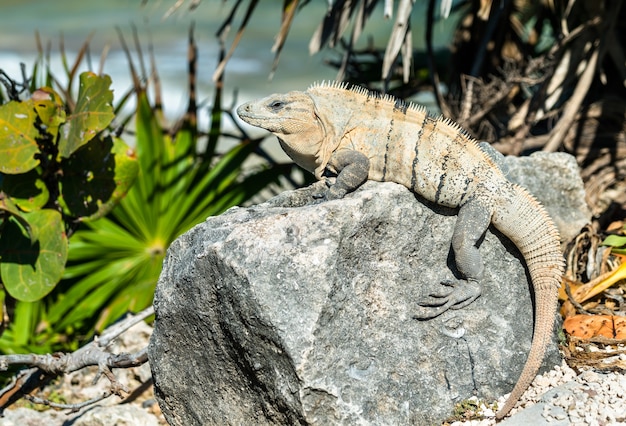 Lagarto Iguana en Tulum en Quintana Roo, México.