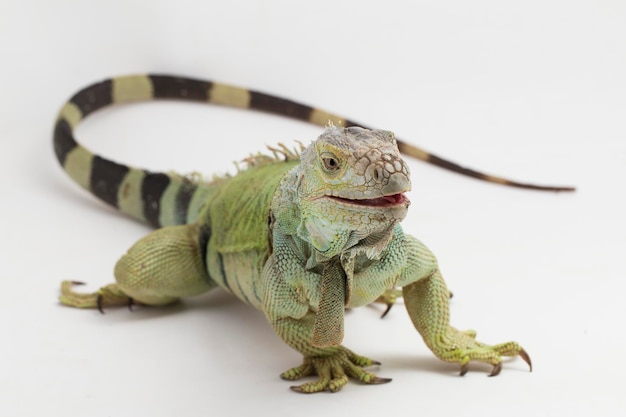 Lagarto Iguana verde grande aislado en un fondo blanco