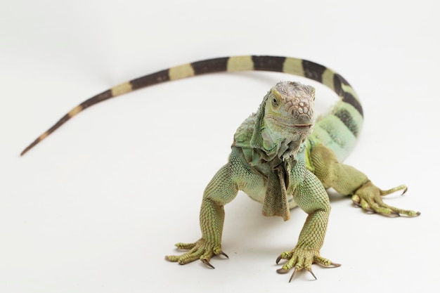 Lagarto Iguana verde grande aislado en un fondo blanco