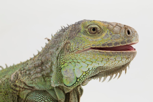 Lagarto Iguana verde grande aislado en un fondo blanco