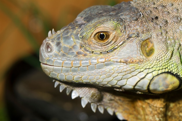 Lagarto Iguana