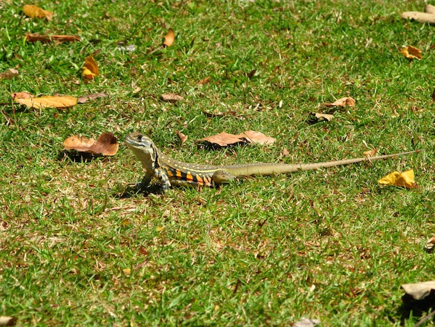 El lagarto en la isla de Langkavi Malasia