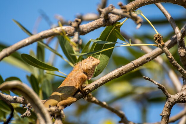 Lagarto, jardim oriental, lagarto, jardim oriental, lagarto, variável, lagarto, calotes, mystaceus